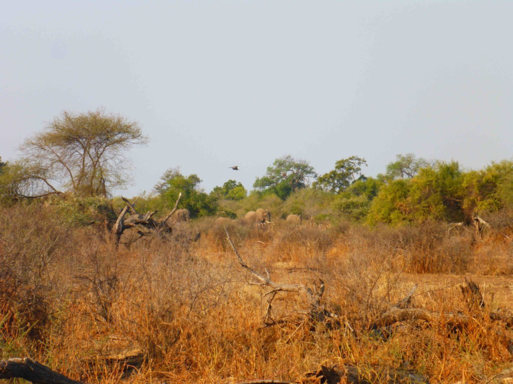 www.iamcalgary.ca IAmCalgary 2016 Cycle Mashatu Botswana Safari Elephant Herd