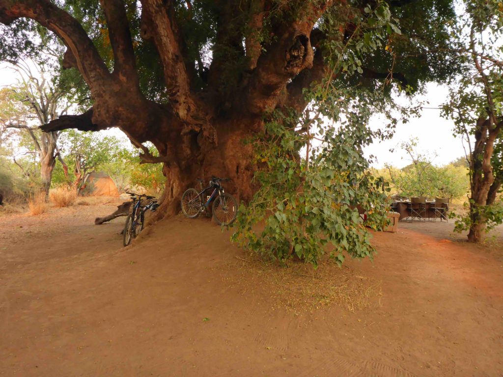 www.iamcalgary.ca IAmCalgary 2016 Cycle Mashatu Botswana Safari Camp