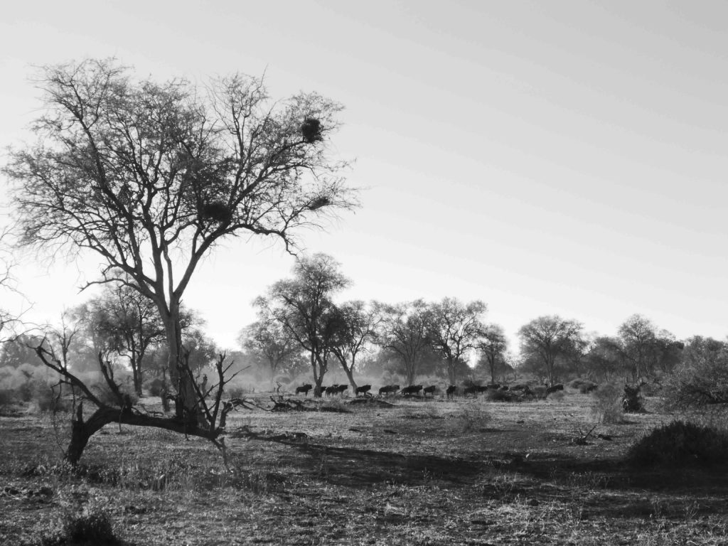 www.iamcalgary.ca IAmCalgary I Am Calgary Botswana Mashatu Cycle B+W Wildebeest